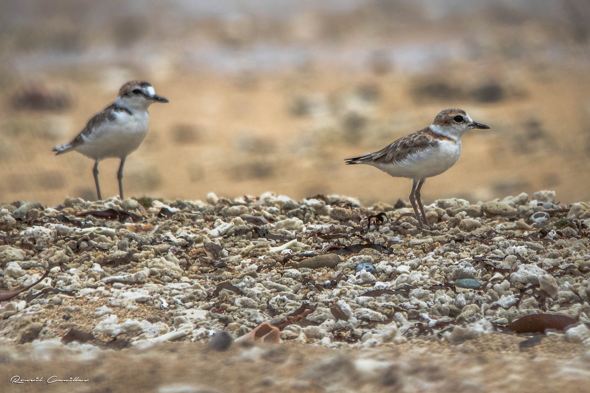 Malaysian Plover - ML563426491