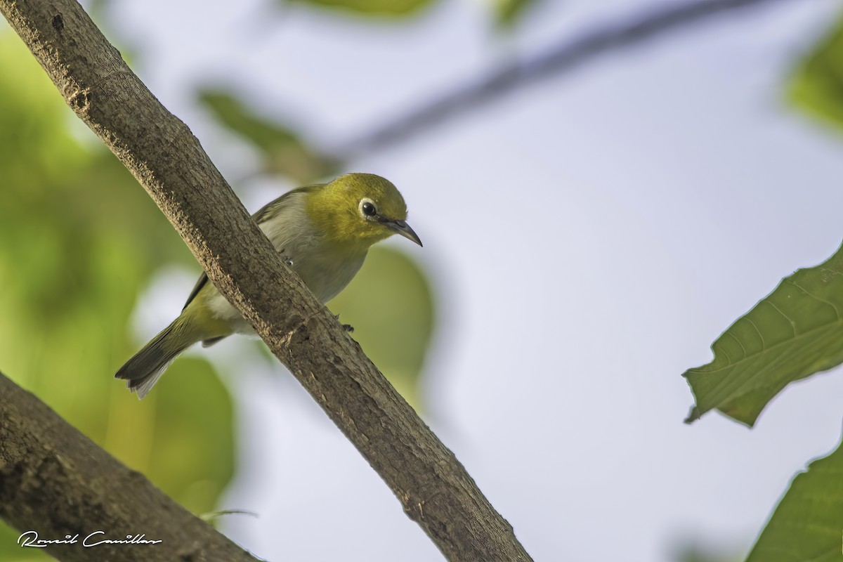 Lowland White-eye - ML563426521