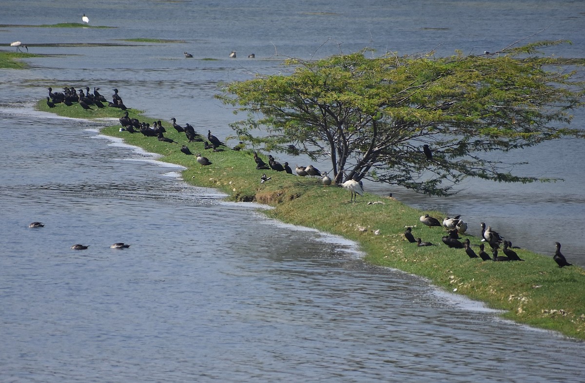 Indian Cormorant - ML563427181