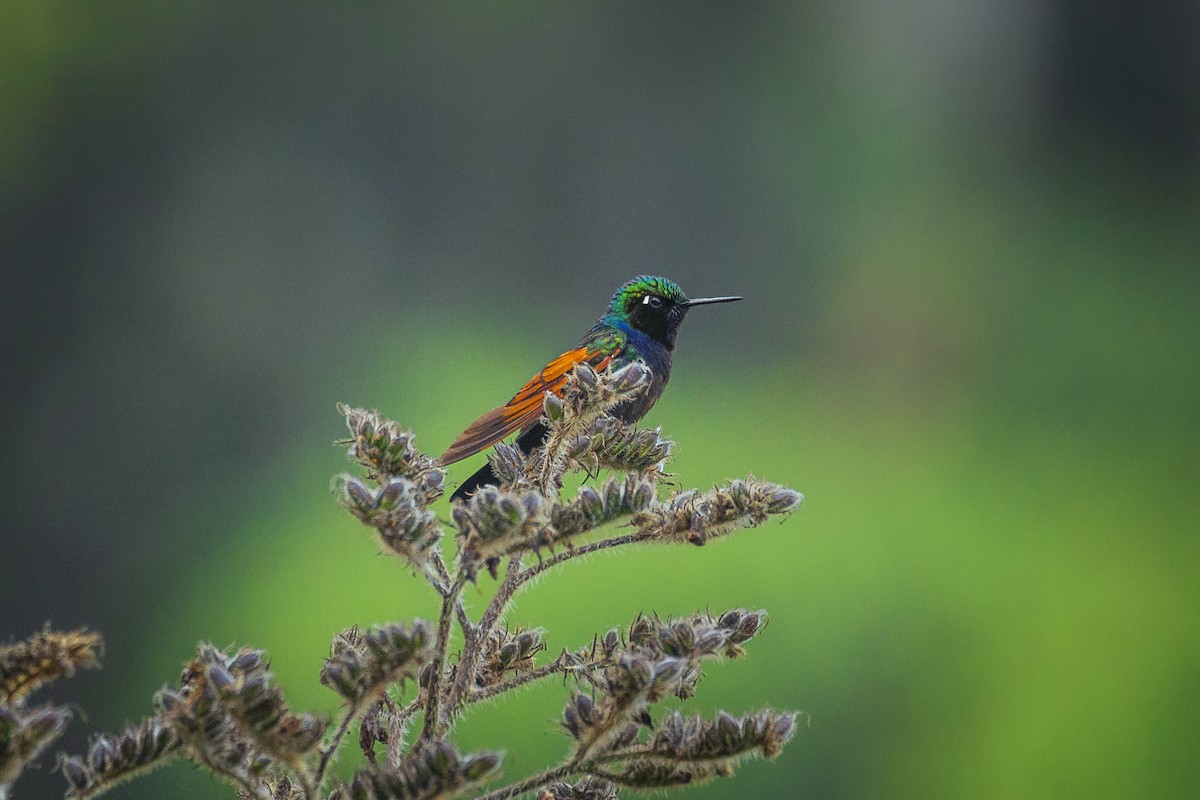 Colibri à gorge grenat - ML563428031