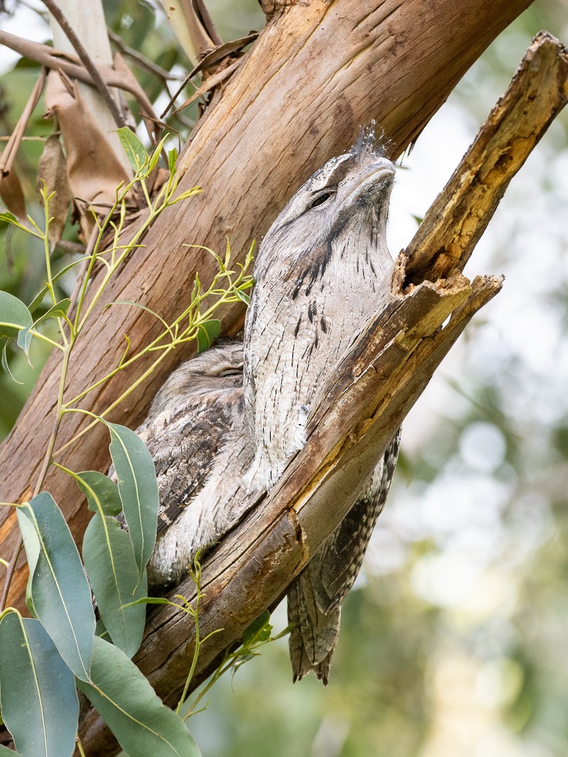 Tawny Frogmouth - ML563428211