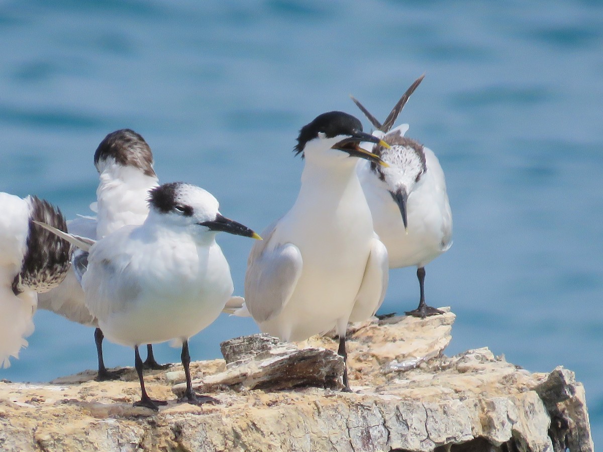 Sandwich Tern - Becky Laboy