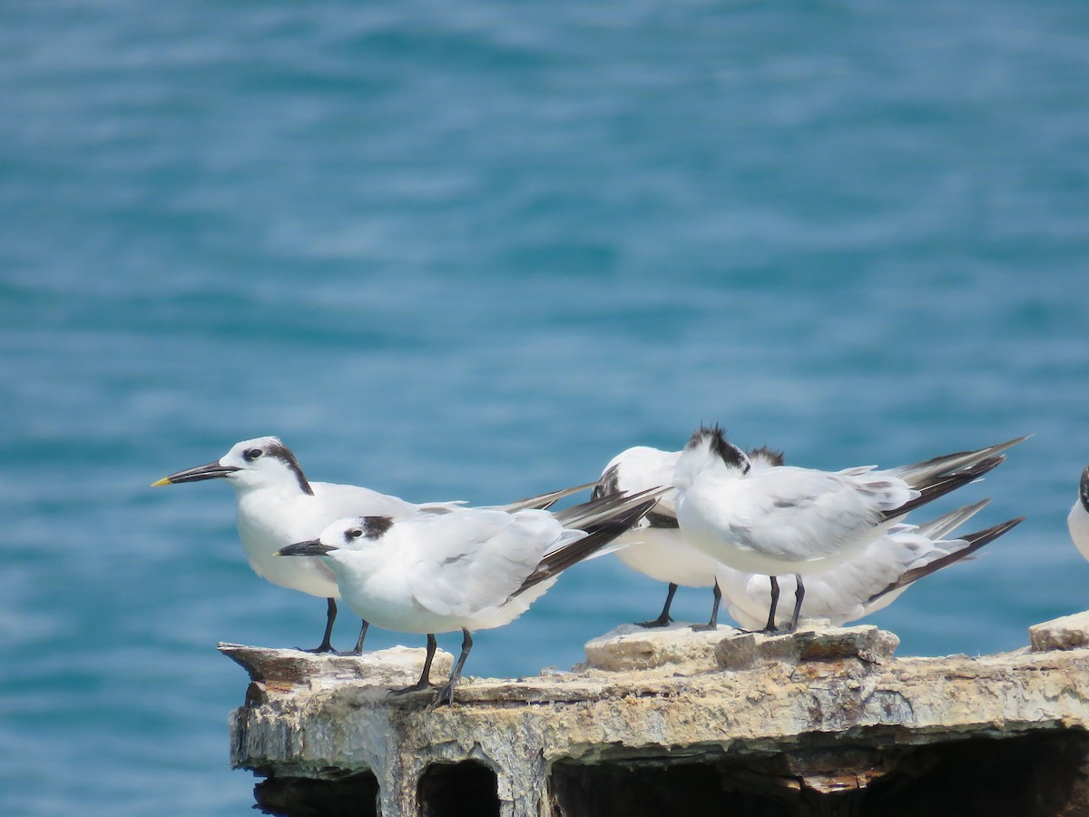 Sandwich Tern - Becky Laboy