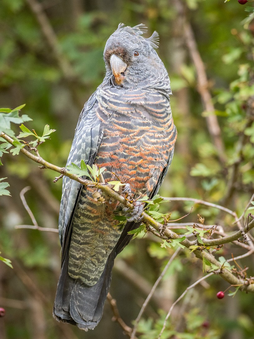 Gang-gang Cockatoo - ML563428691