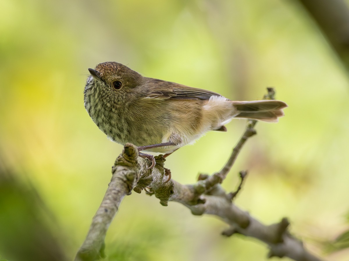 Brown Thornbill - ML563428911