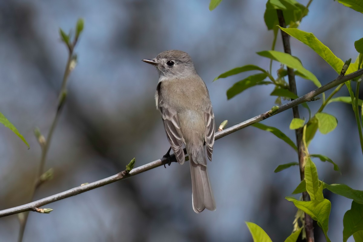 Empidonax sp. - Neil Bjorklund