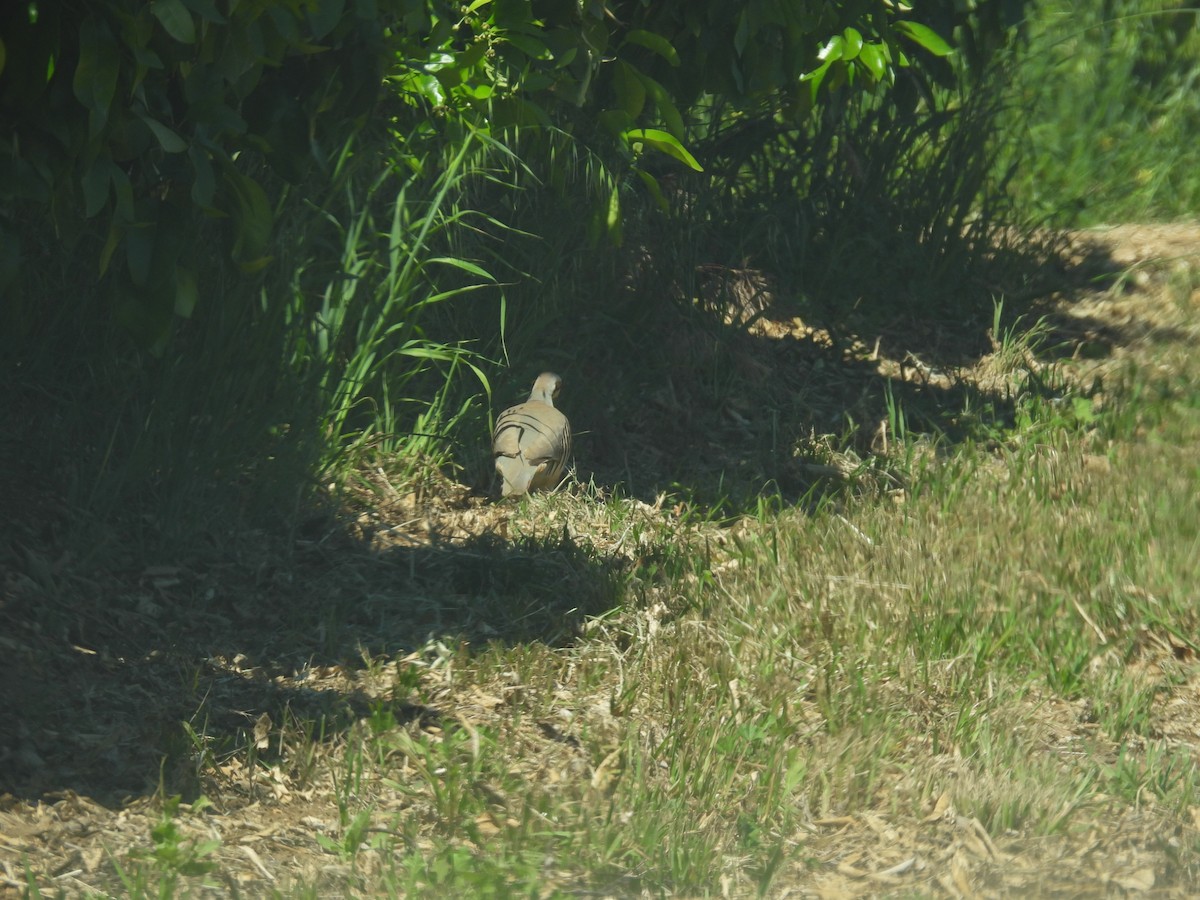 Chukar - ML563429941