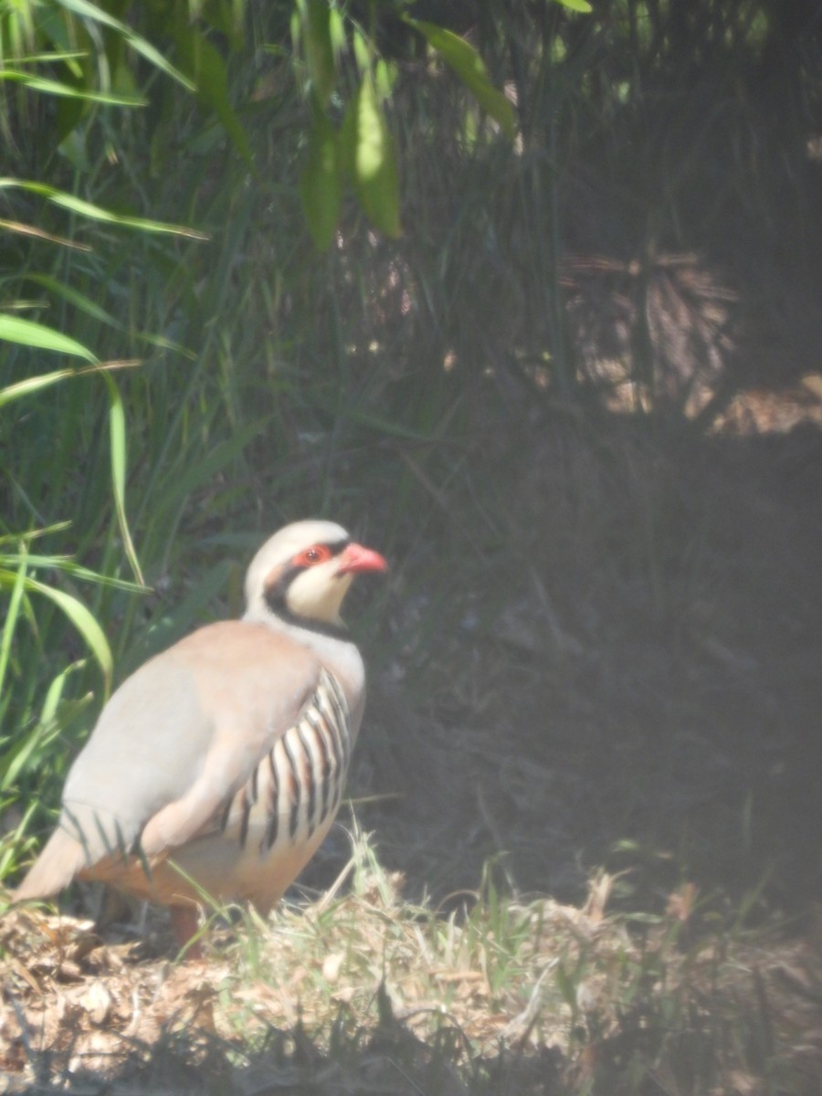 Chukar - ML563429951