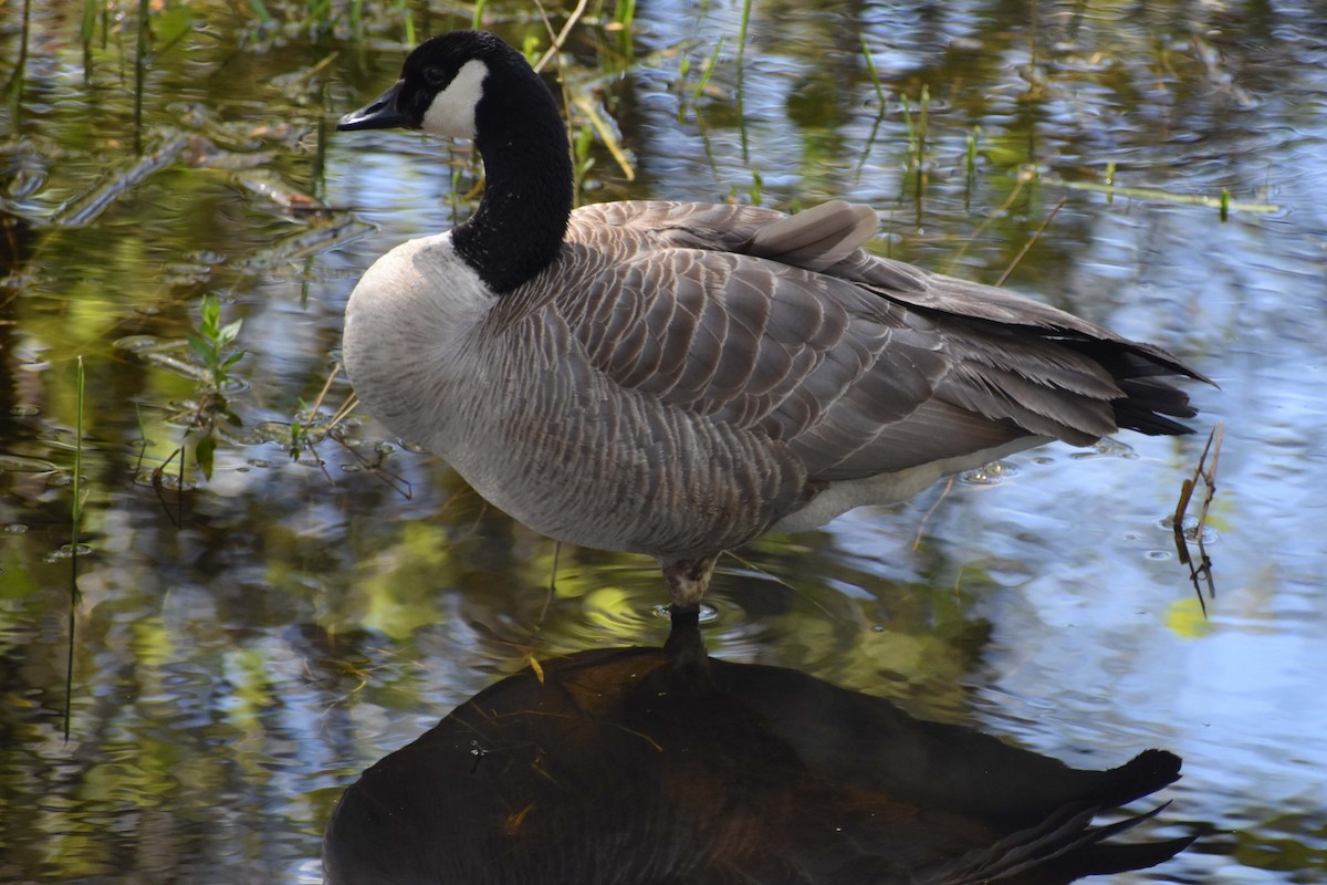 Canada Goose - Lindsay Sanford