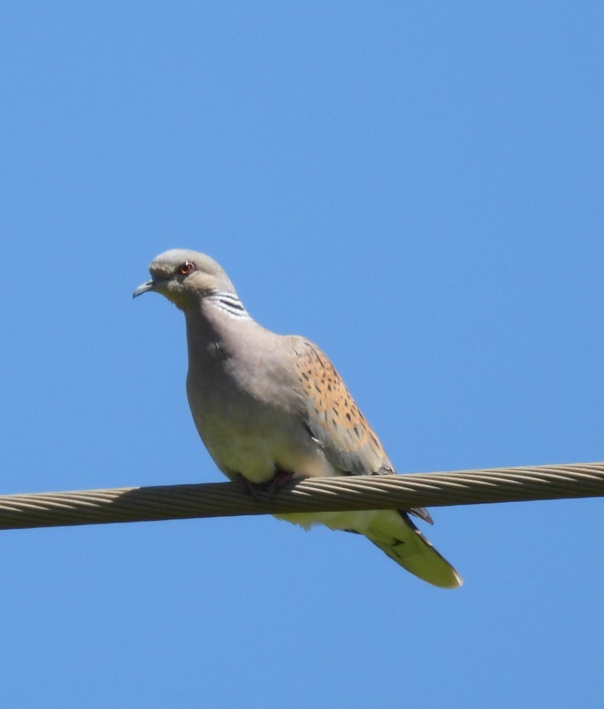 Eurasian Collared-Dove - ML563430091