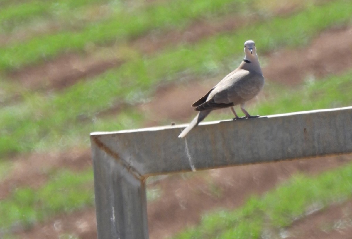 Eurasian Collared-Dove - ML563430101