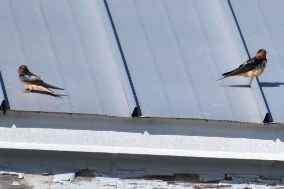 Barn Swallow - Lindsay Sanford