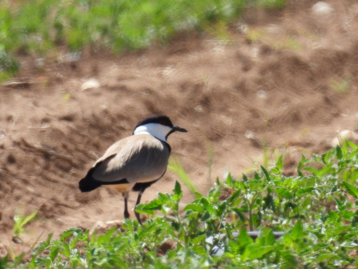 Spur-winged Lapwing - ML563430321