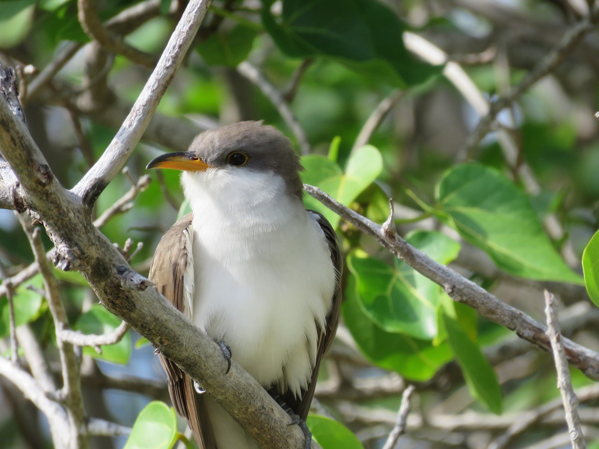 Yellow-billed Cuckoo - ML56343041