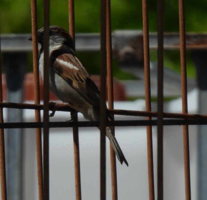 House Sparrow - ML563430581