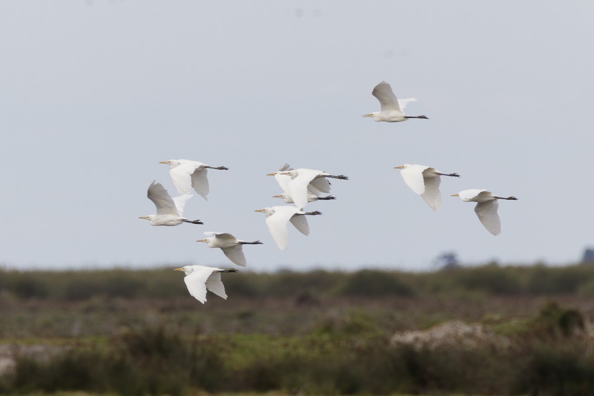 Eastern Cattle Egret - ML563432651