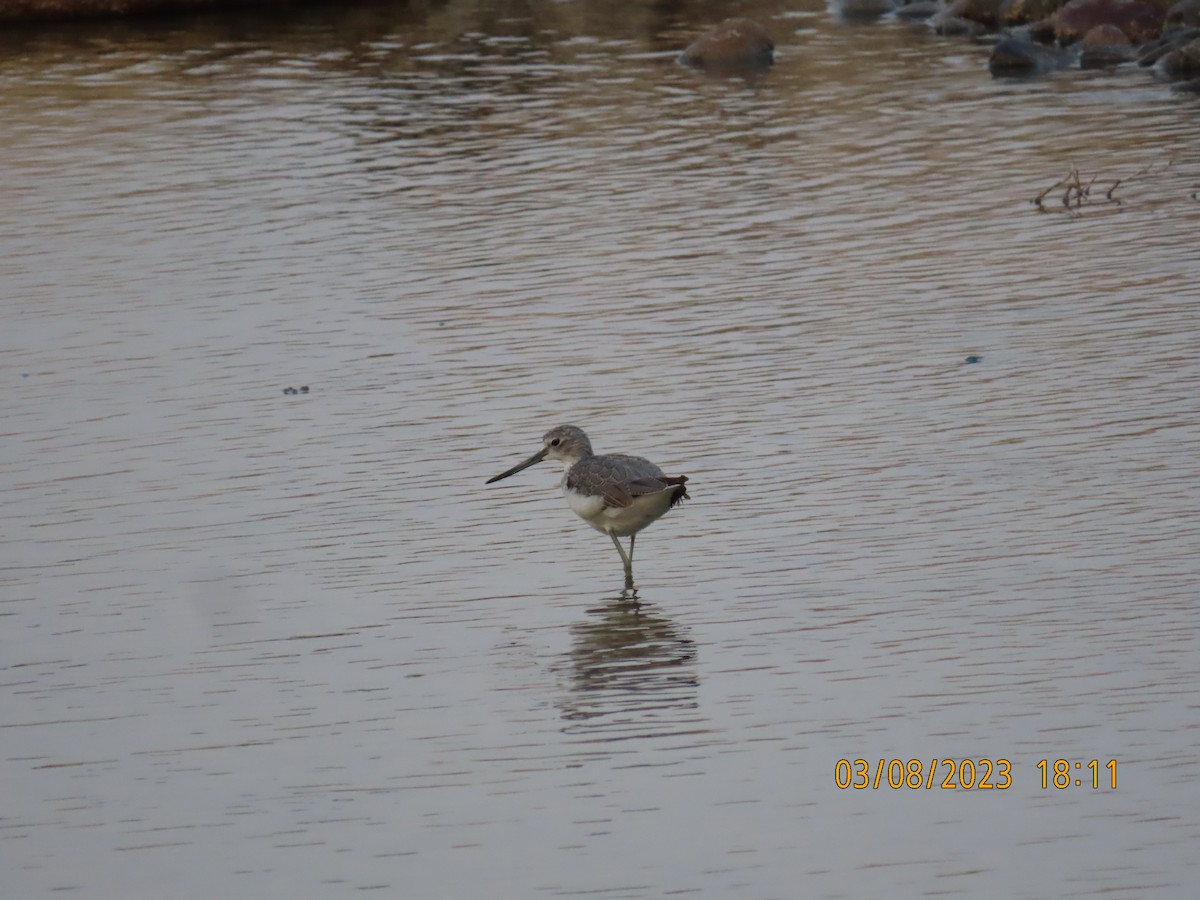 Common Greenshank - ML563435221