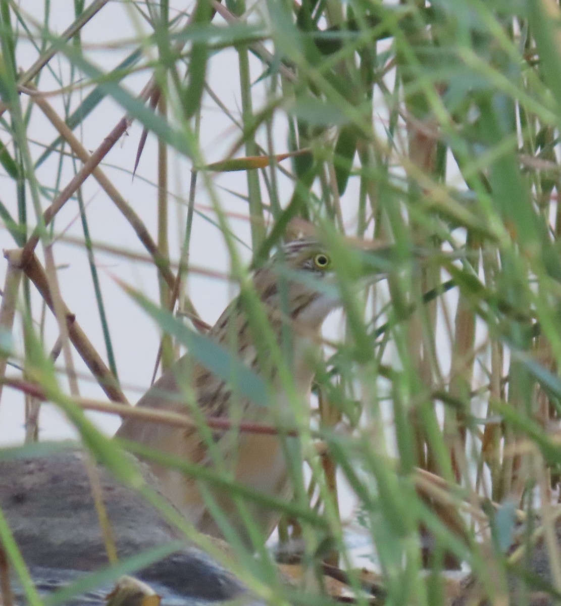 Squacco Heron - Ute Langner