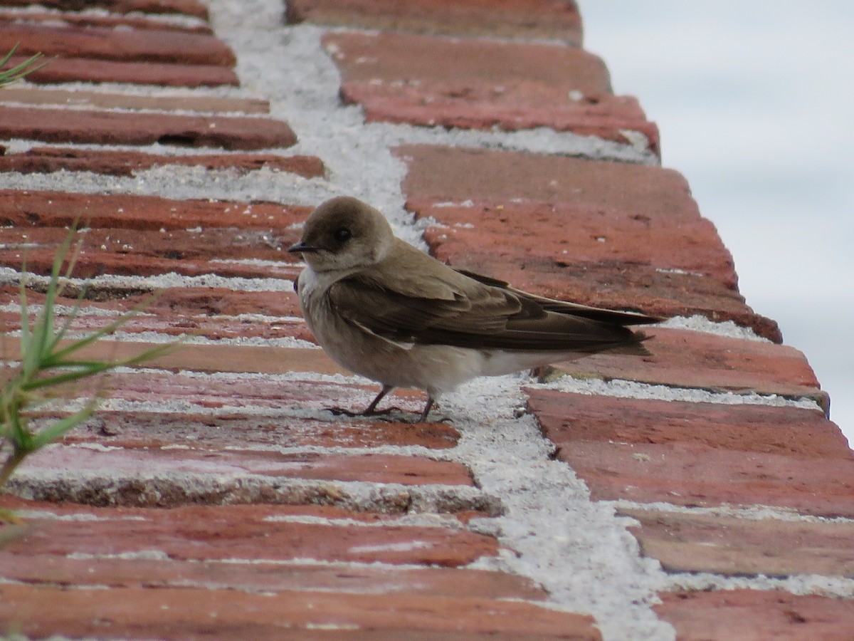 Northern Rough-winged Swallow - ML56343621