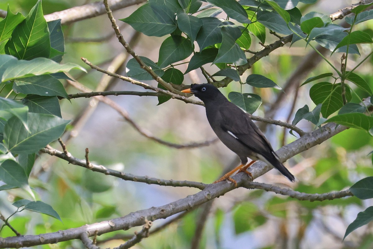 Jungle Myna - Charley Hesse TROPICAL BIRDING