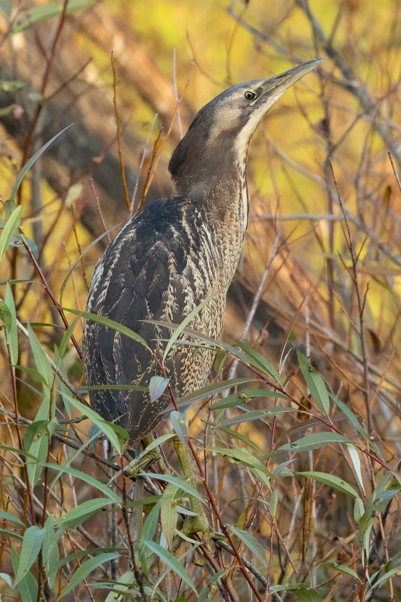 Australasian Bittern - Helen Cunningham