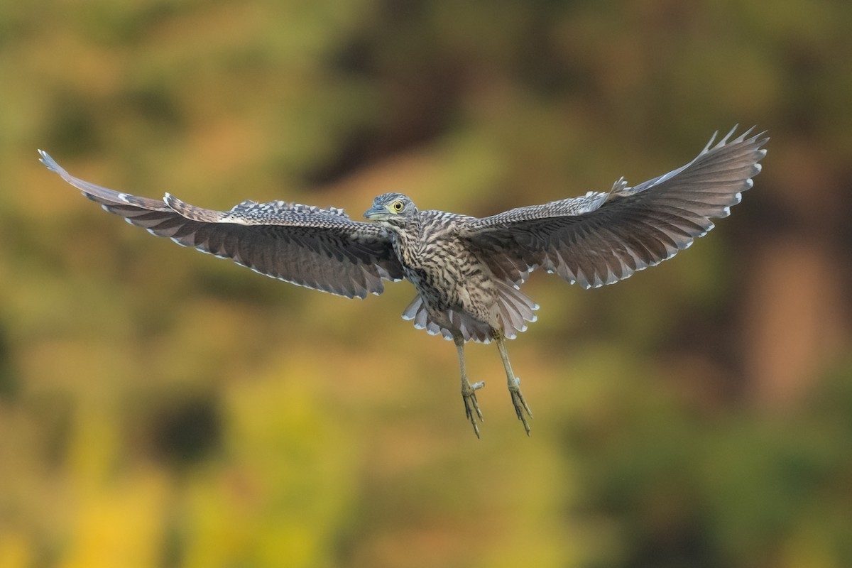 Nankeen Night Heron - Helen Cunningham