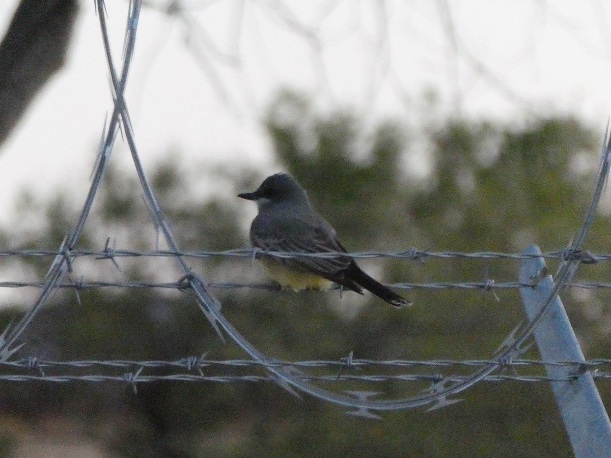 Cassin's Kingbird - ML563438311