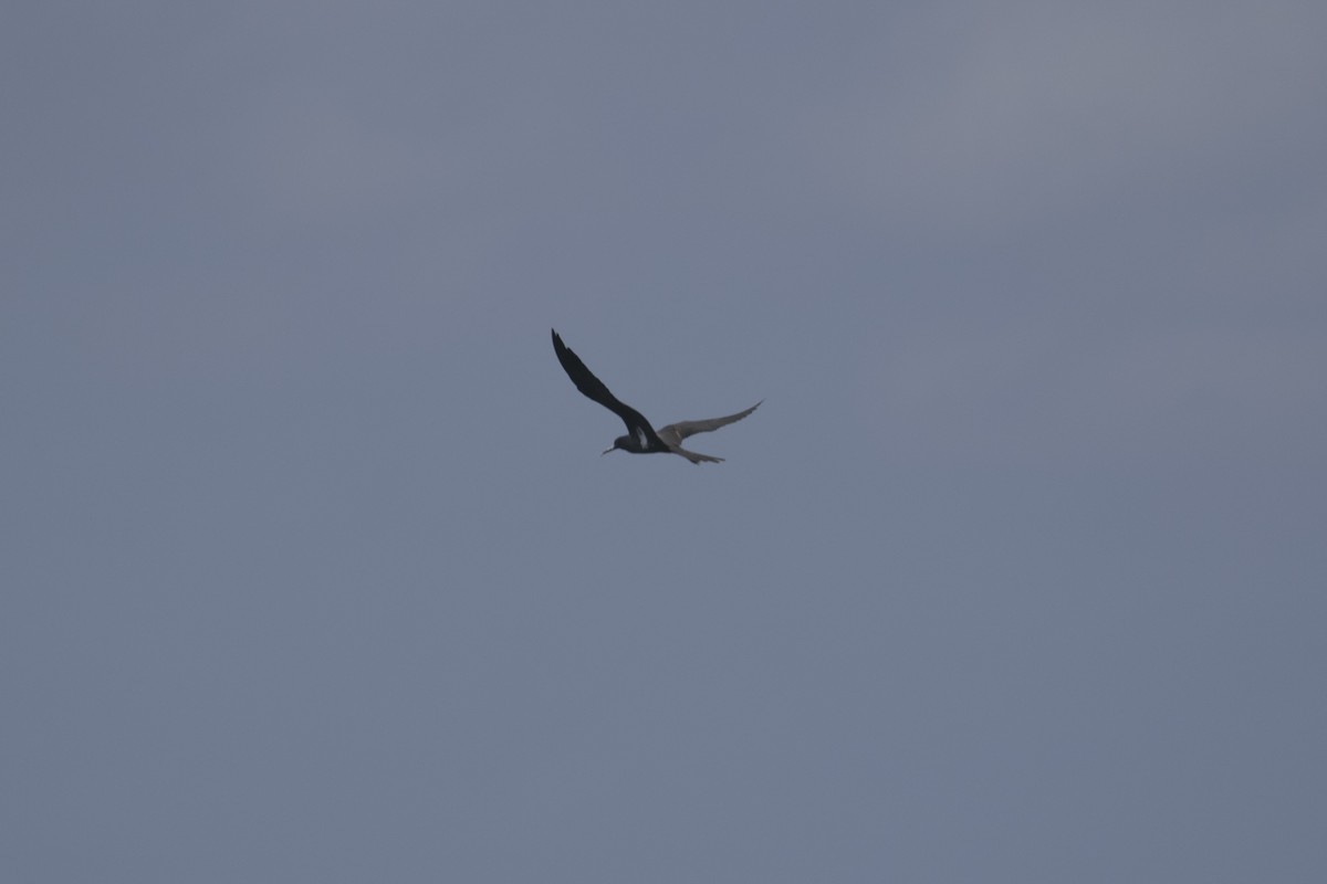 Lesser Frigatebird - John Cantwell