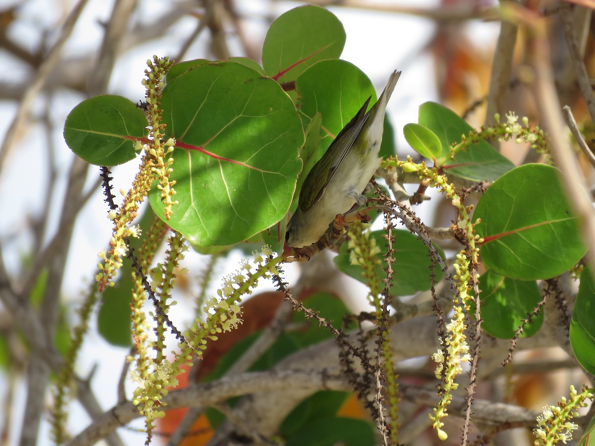 Tennessee Warbler - ML56344071