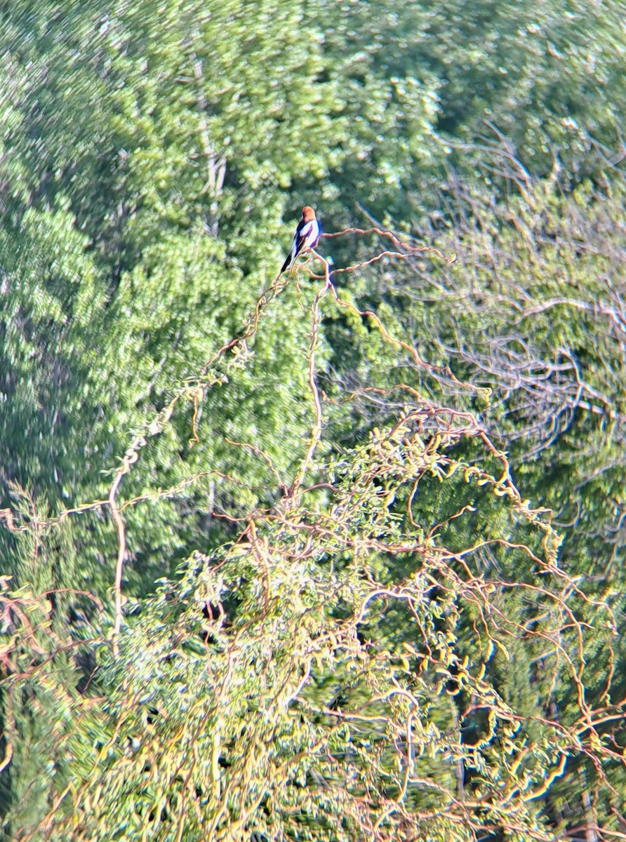 Woodchat Shrike - ML563441471