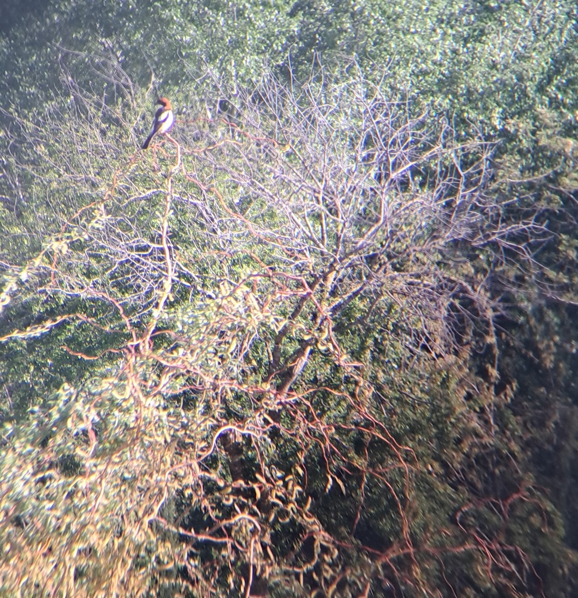 Woodchat Shrike - ML563441481