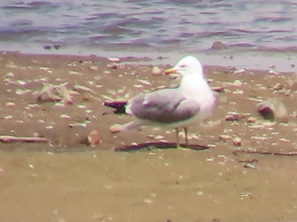 California Gull - Art Hudak