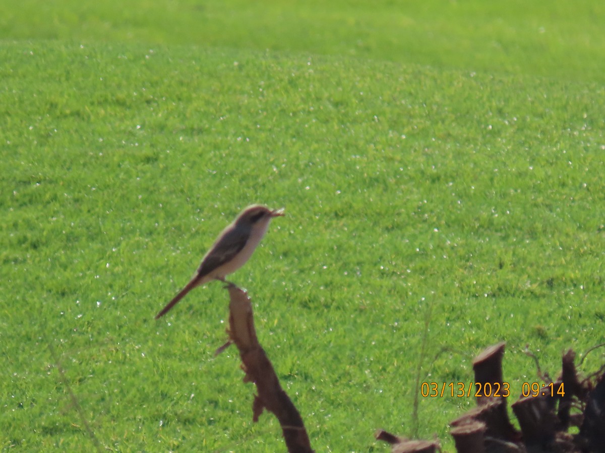 Isabelline Shrike - ML563442421