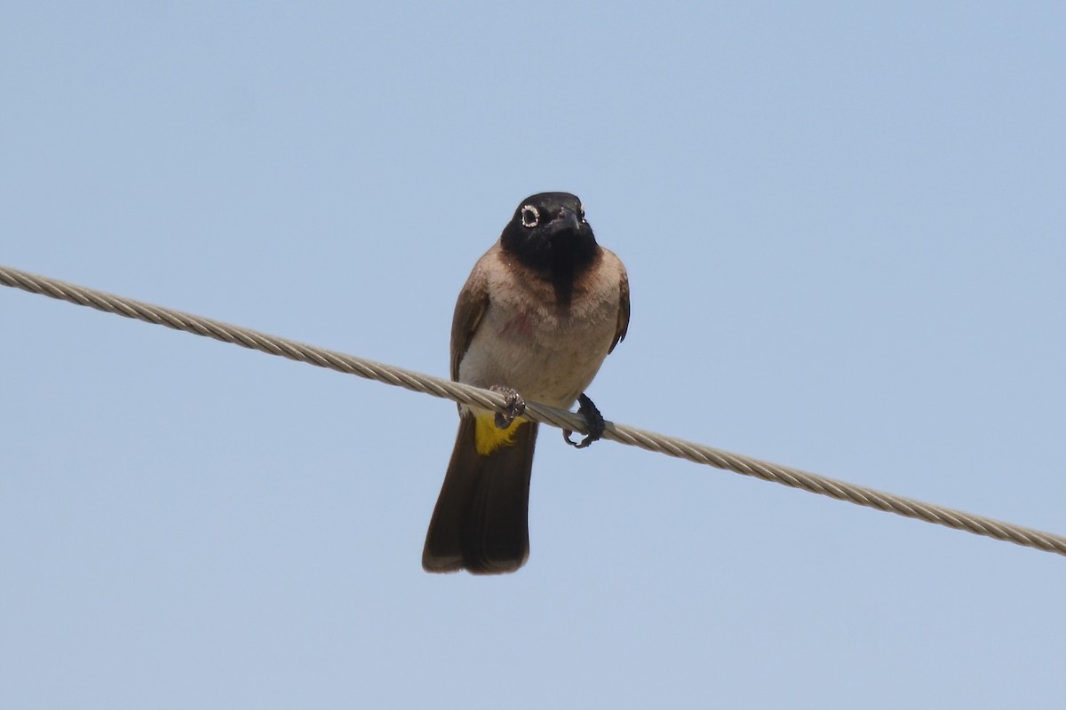 White-spectacled Bulbul - ML563442511