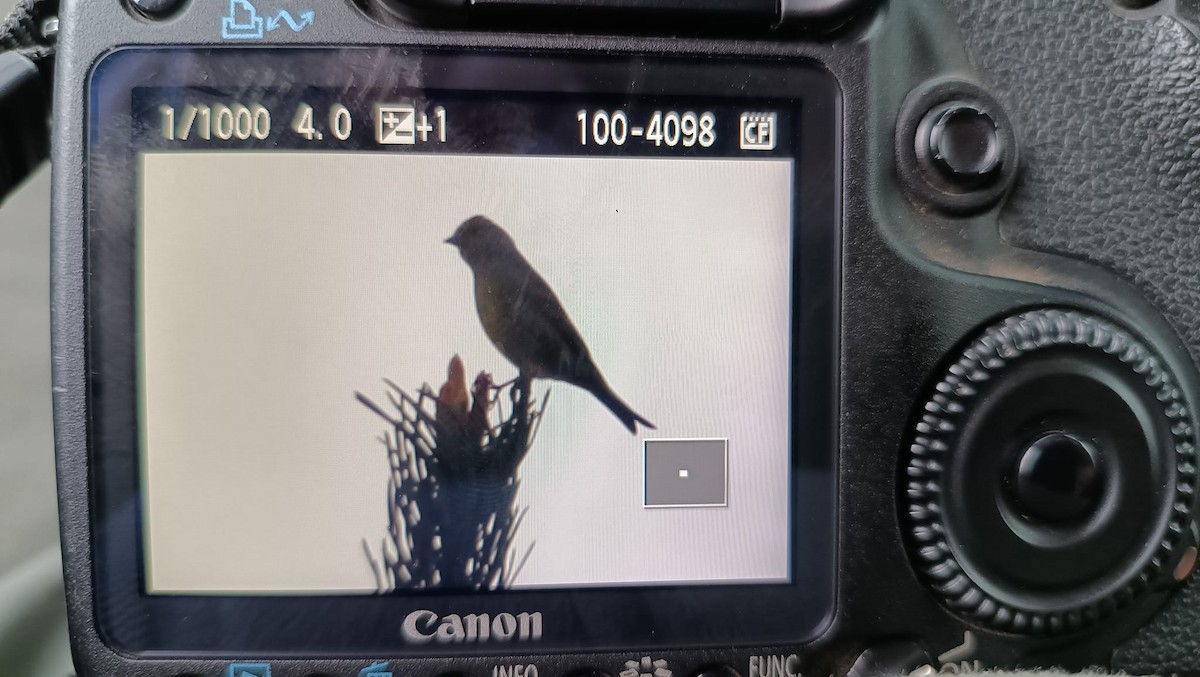 Citril Finch - Daniel Castañeda Revuelta