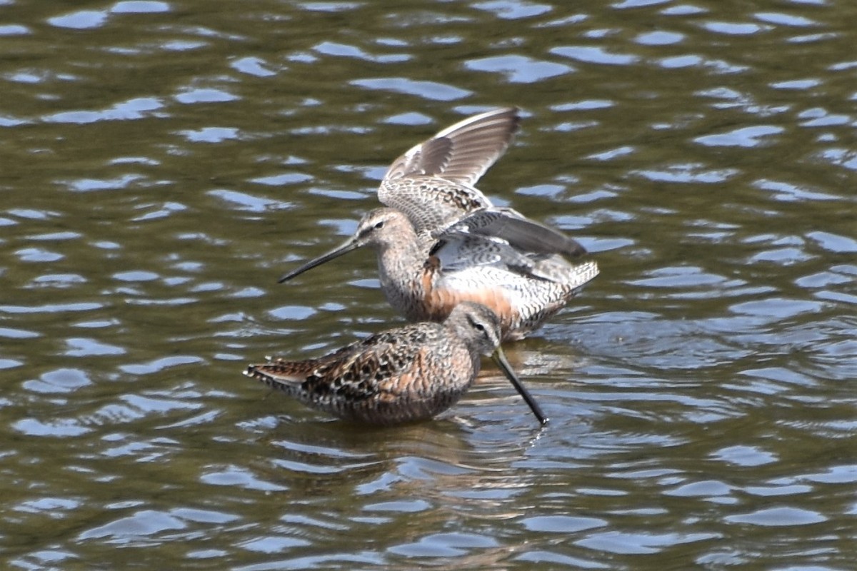 Long-billed Dowitcher - ML563442971