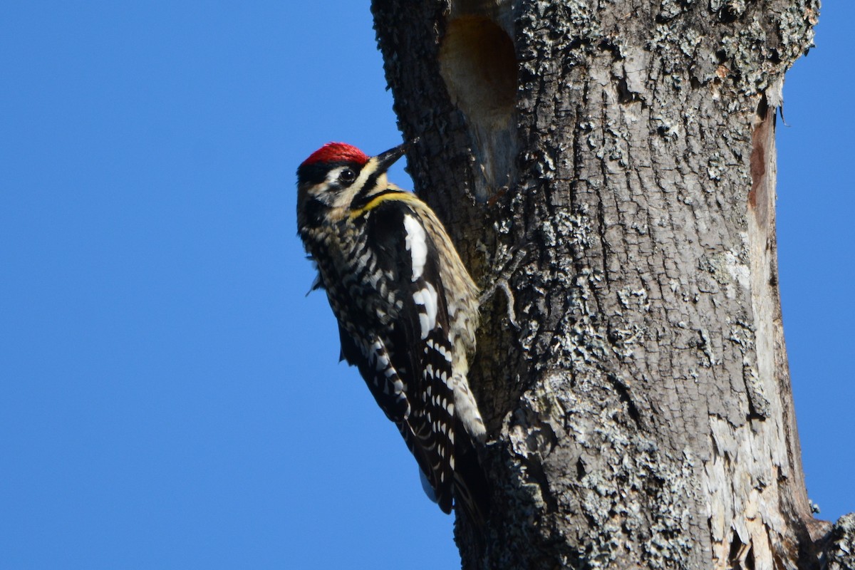 Yellow-bellied Sapsucker - ML56344341