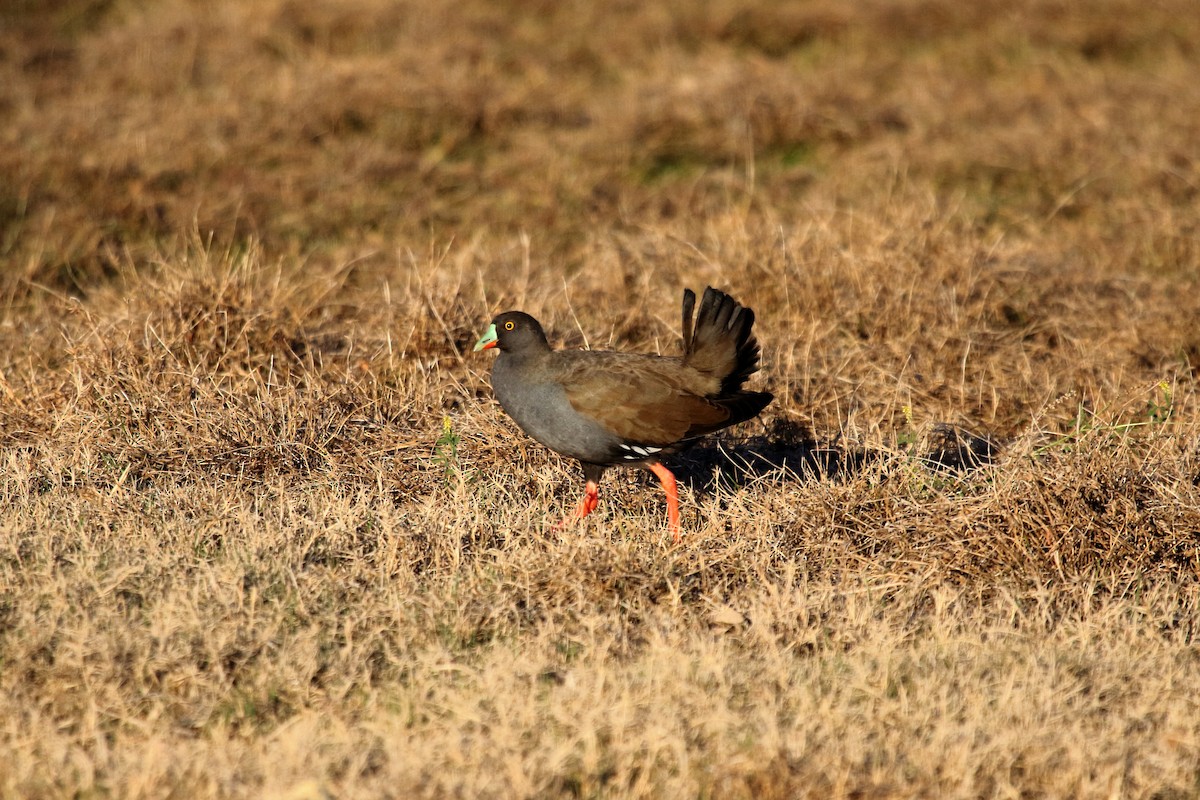 Black-tailed Nativehen - ML563443651