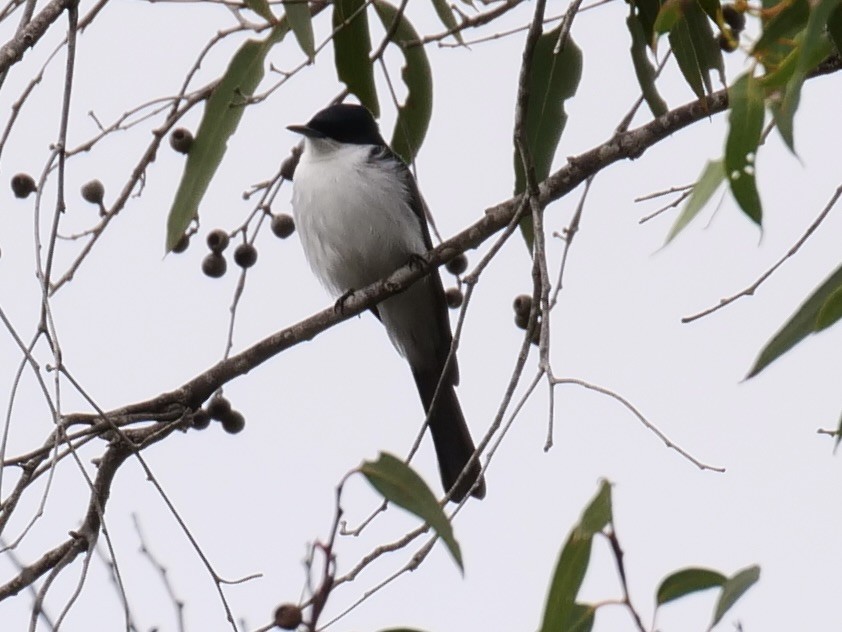 Restless Flycatcher - Keith Morris