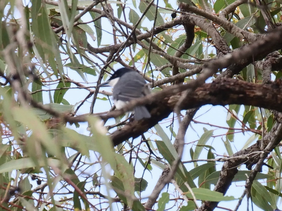 Restless Flycatcher - Keith Morris