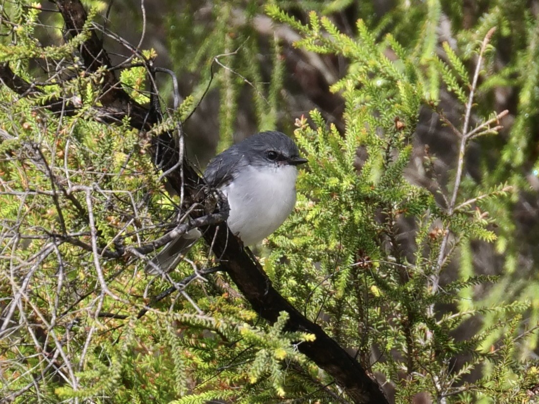 Petroica Pechiblanca - ML563443971