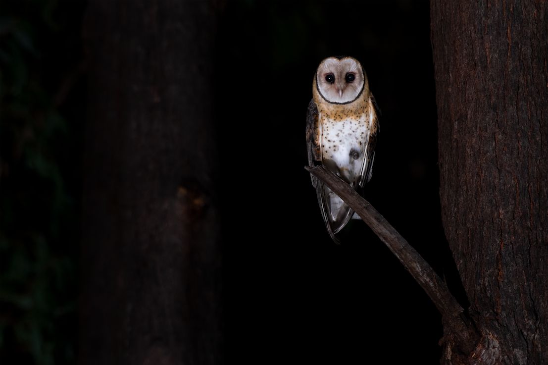 Australian Masked-Owl - ML563444061
