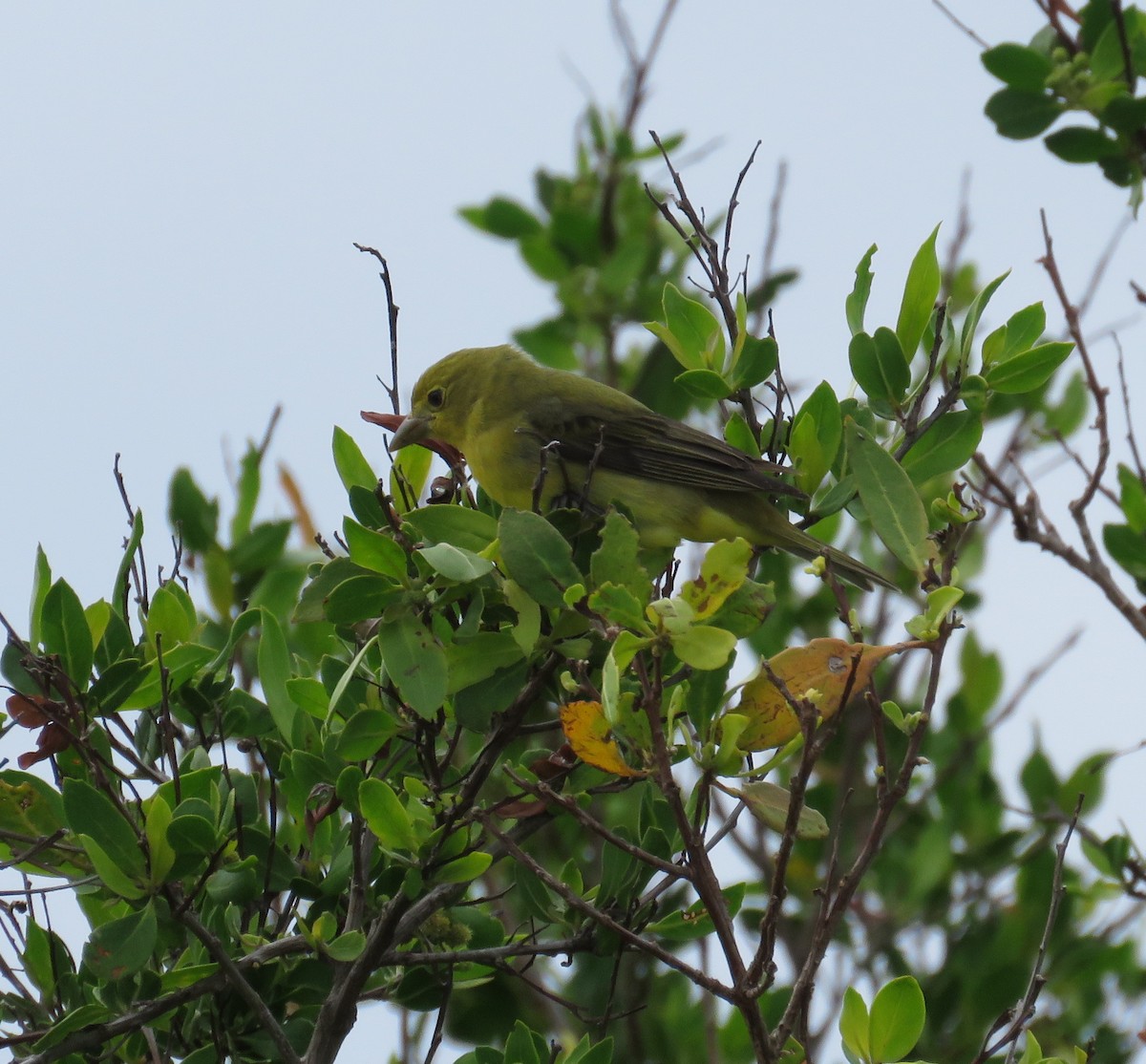 Summer Tanager - Becky Laboy