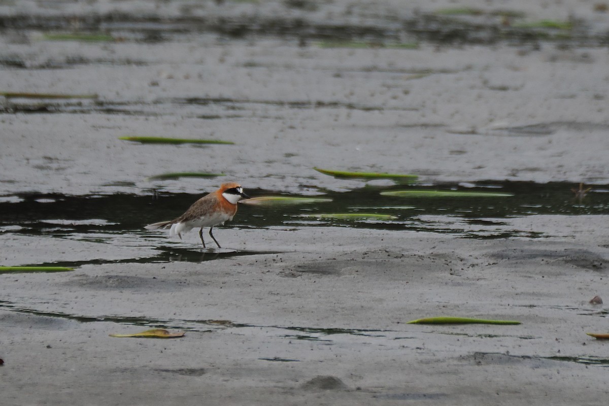 Siberian/Tibetan Sand-Plover - CK Hung