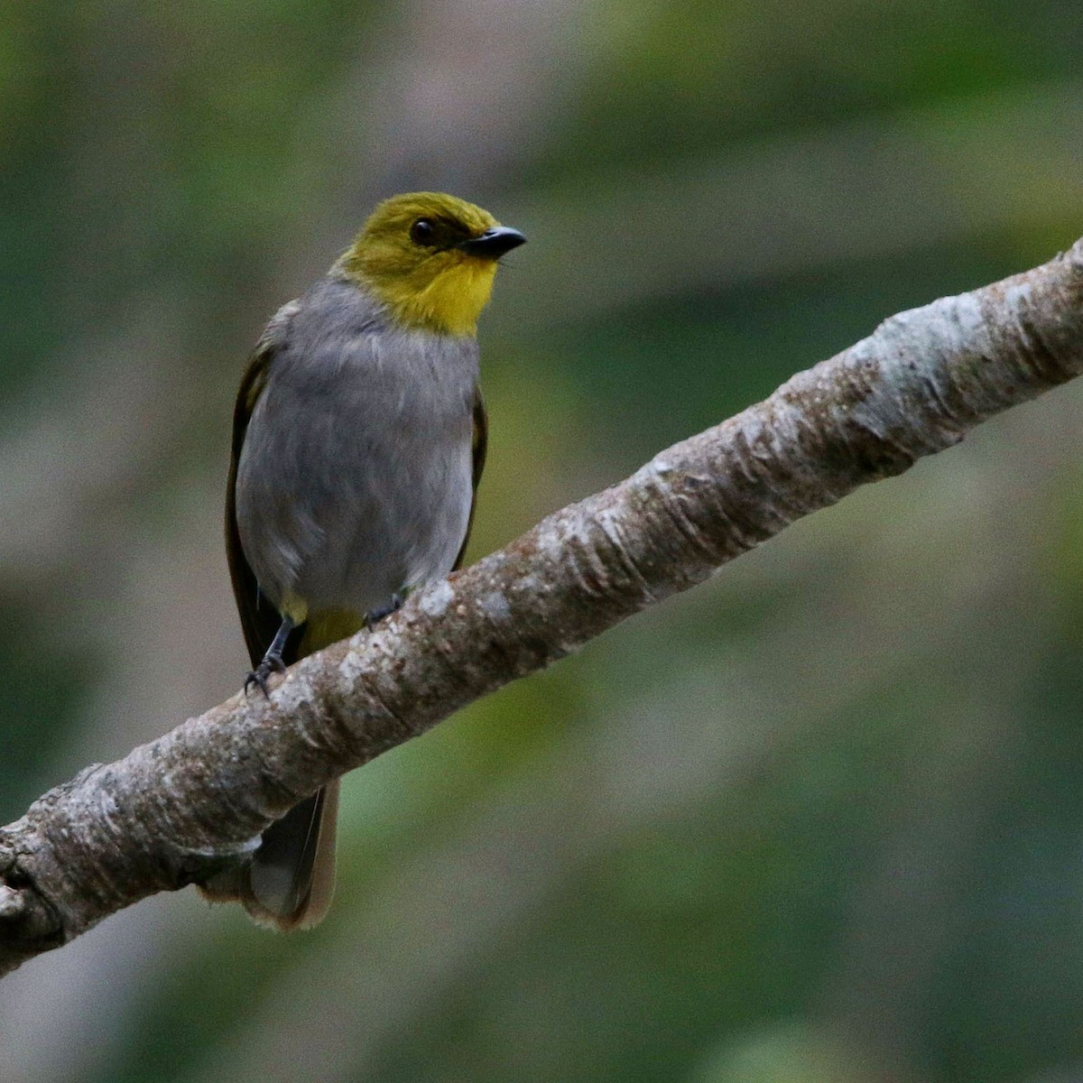 Yellow-throated Bulbul - Thanigai Velu