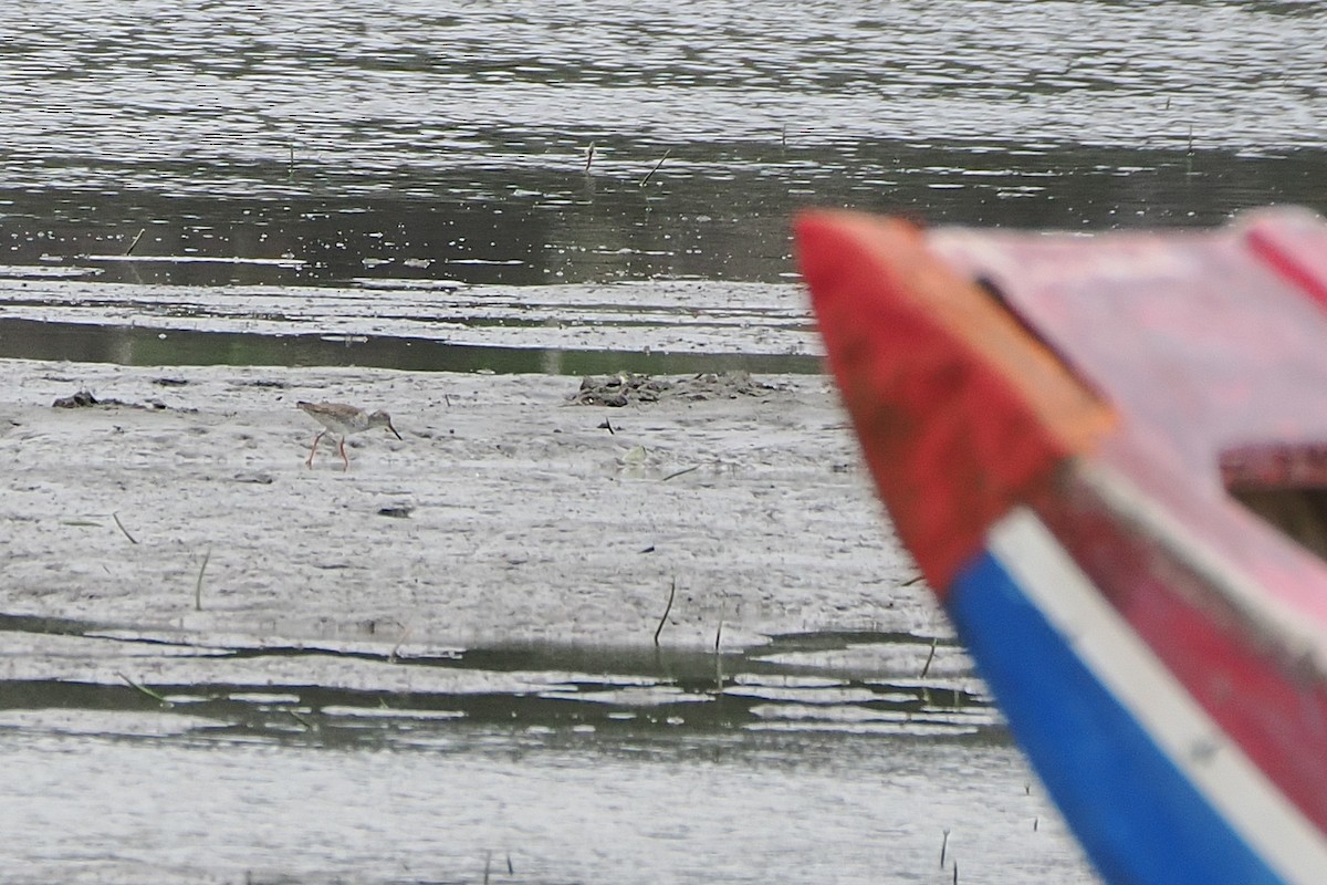 Common Redshank - ML563445281