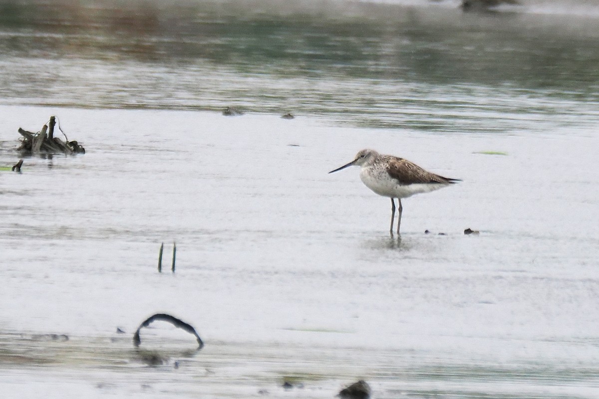 Common Greenshank - ML563445301