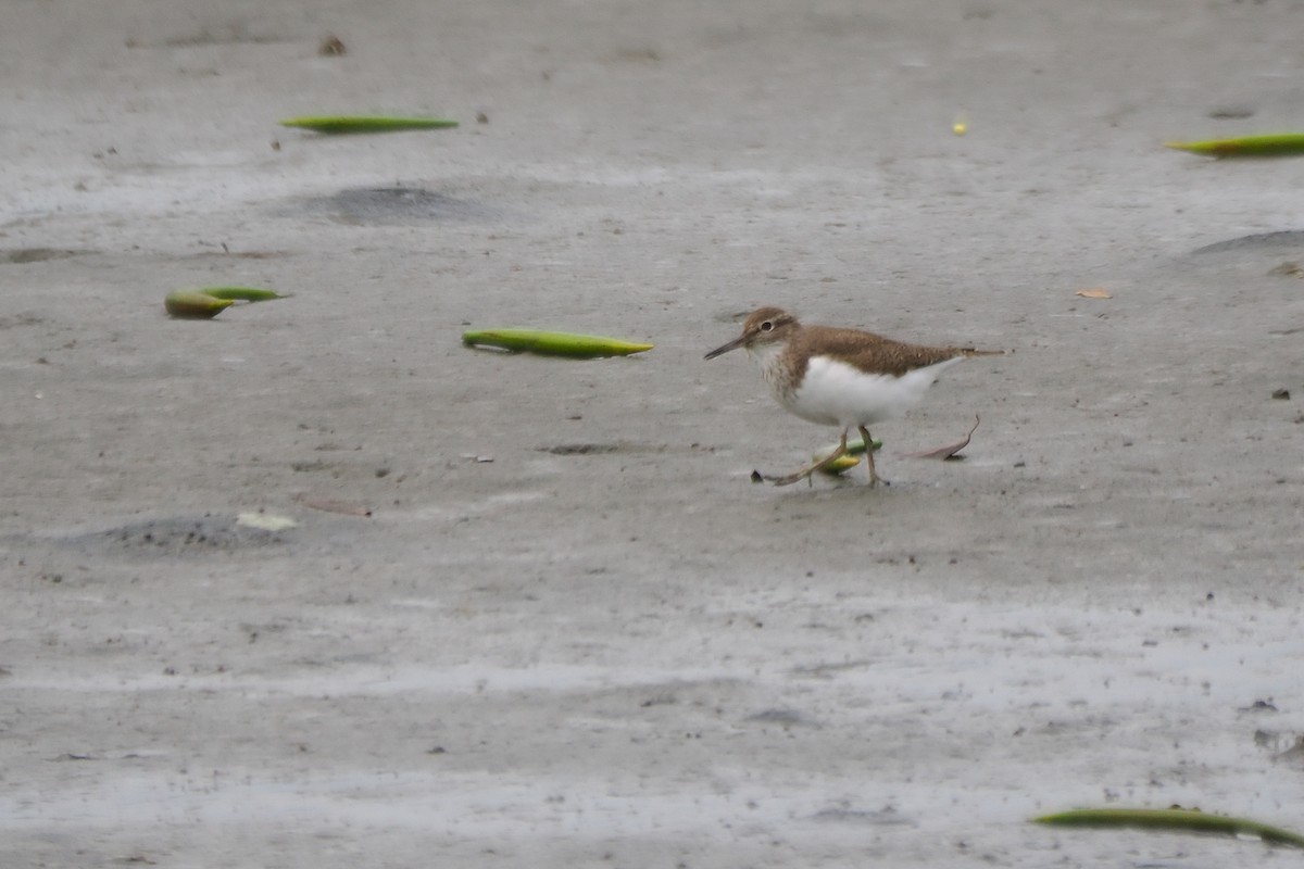 Common Sandpiper - ML563445331