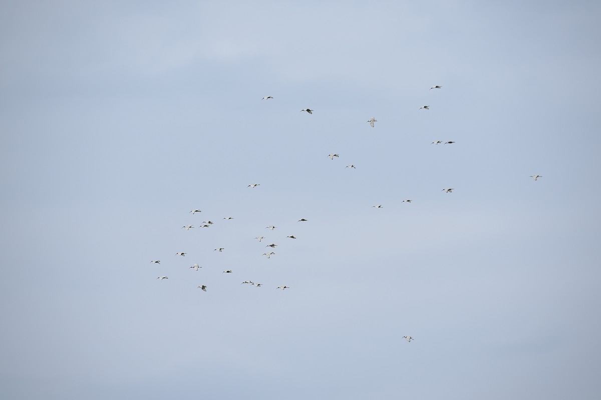 African Sacred Ibis - ML563445351