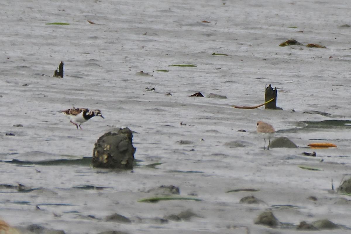 Ruddy Turnstone - ML563445441